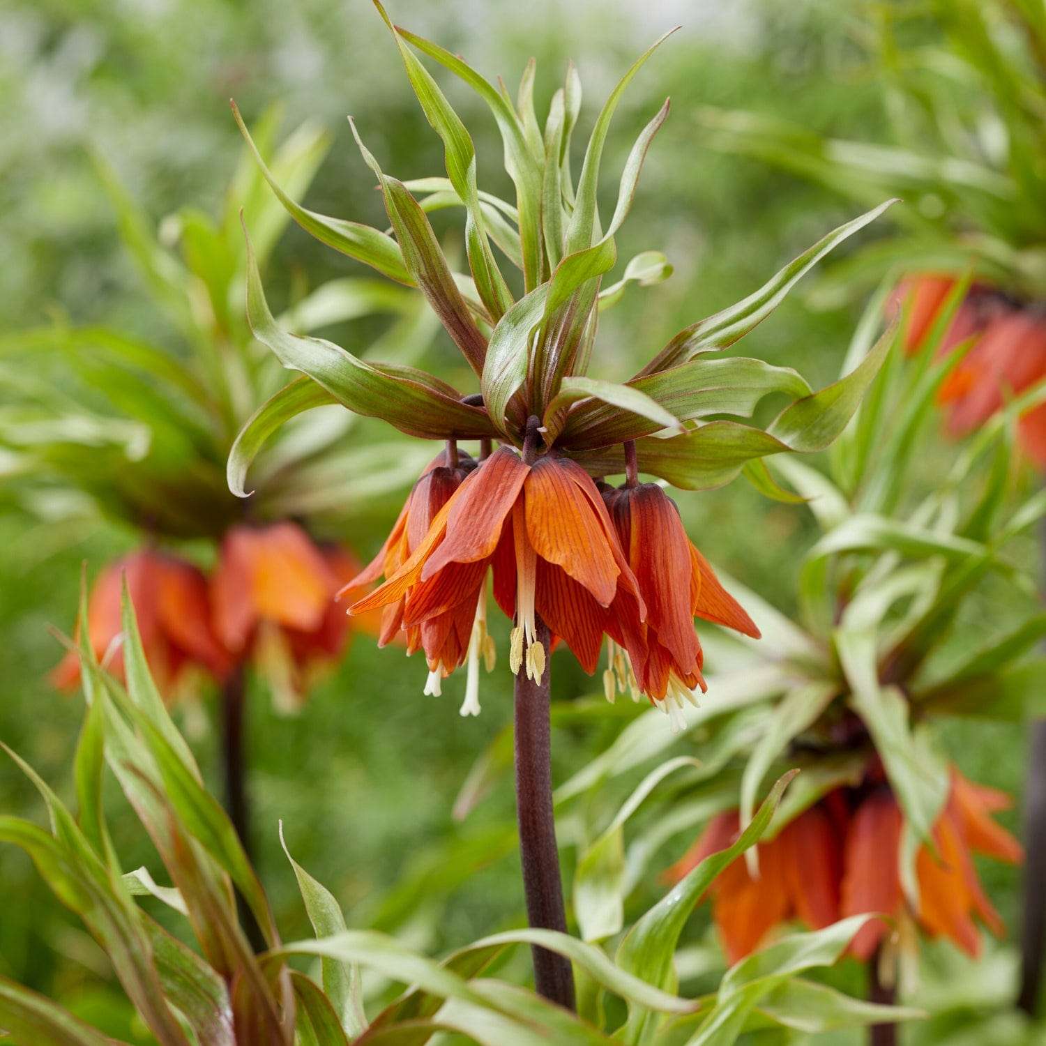 Couronne impériale Rubra